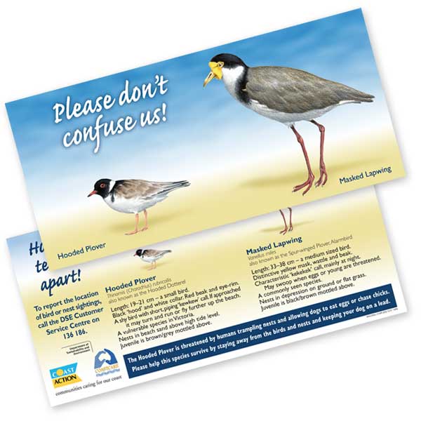 Hooded Plover identfication card